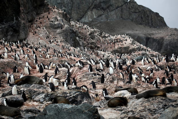 Les îles Shetland du sud
