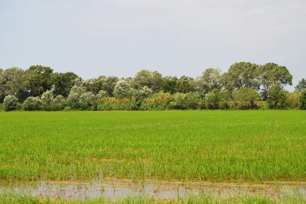 Terre de riz