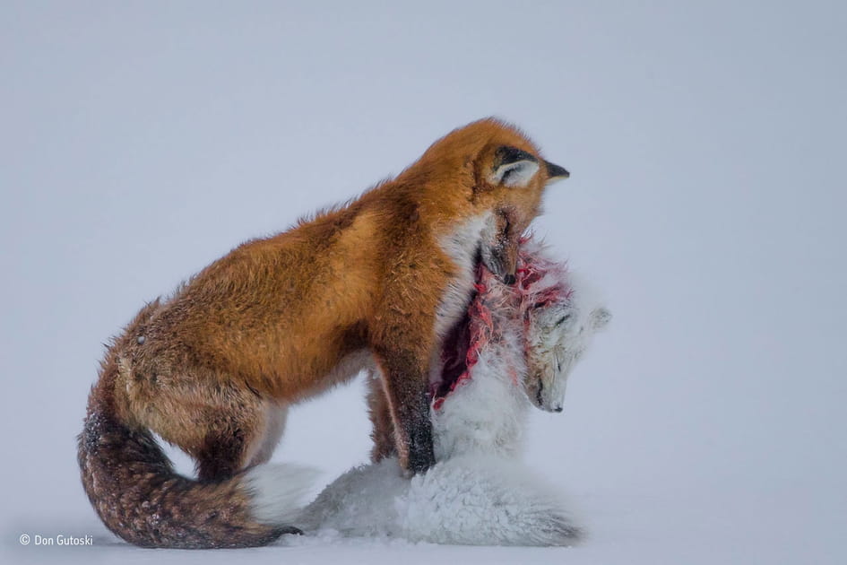 Conte de deux renards