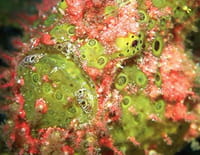 Incroyables poissons