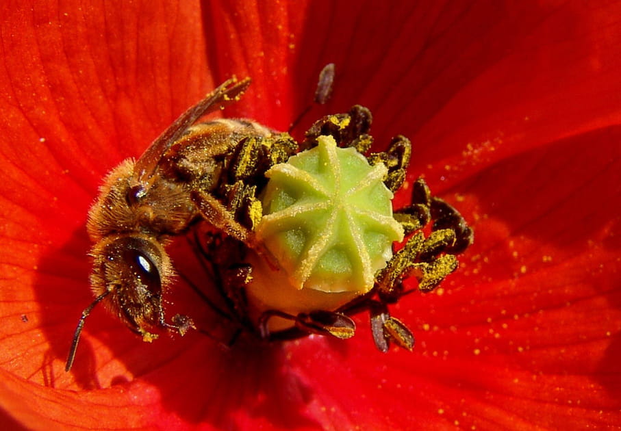 Abeilles domestiques