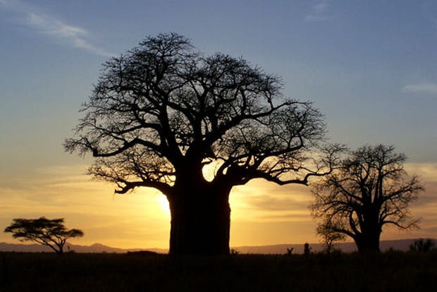 Les gros baobabs