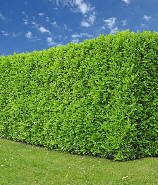 Les feuilles dentel&eacute;es