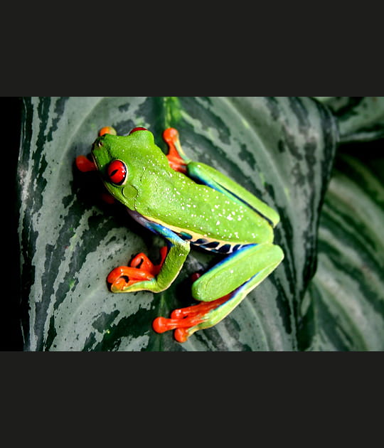 Grenouille arboricole