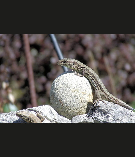 L'ascension du l&eacute;zard