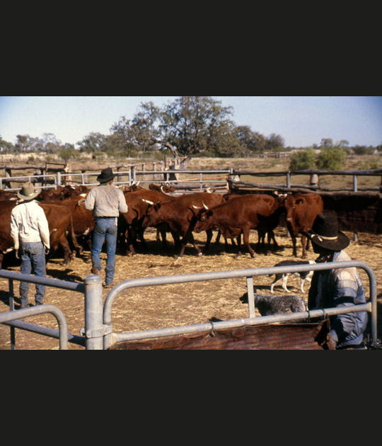 B&eacute;tail des Kimberleys