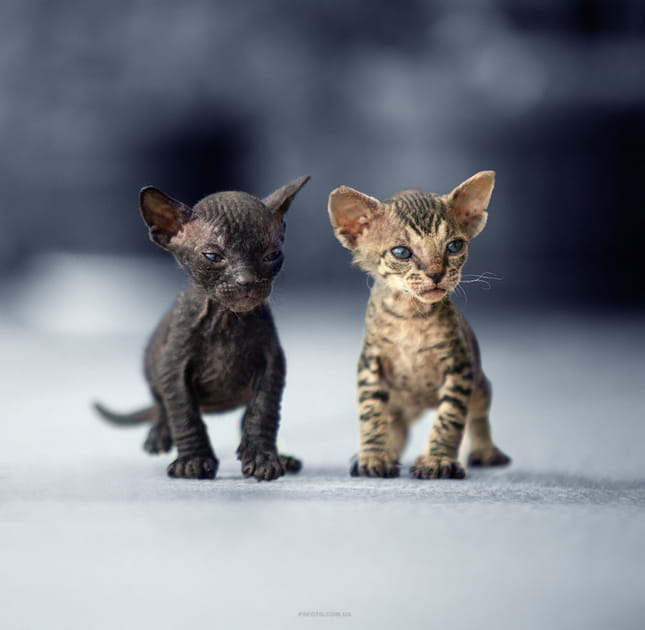Tandem de chatons
