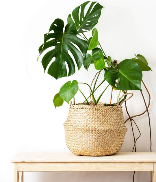 Le monstera deliciosa et son feuillage luxuriant