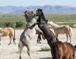 Animal Fight Club