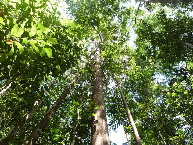 Le parc amazonien de Guyane