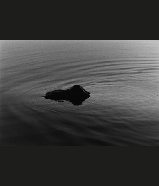 Dans l'eau sacr&eacute;e