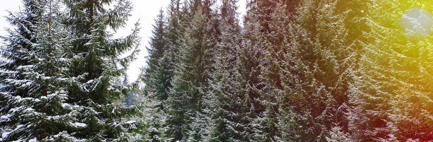 Les sapins vendus &agrave; No&euml;l viennent de ces 3&nbsp;r&eacute;gions, les Vosges et l'Alsace n'en font pas partie