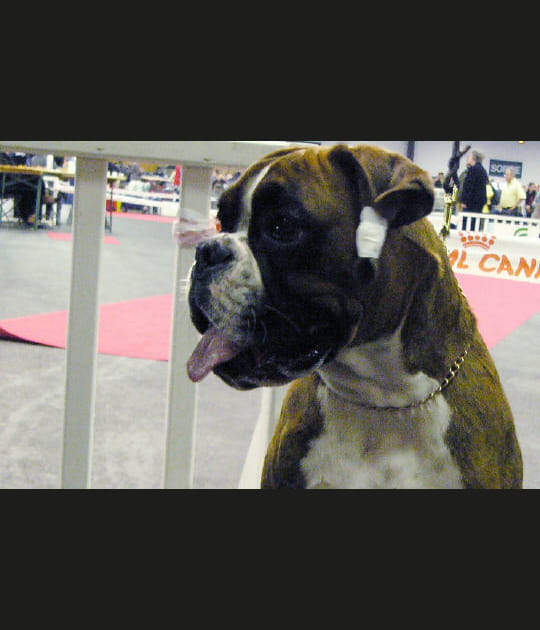 Le boxer, vif et puissant