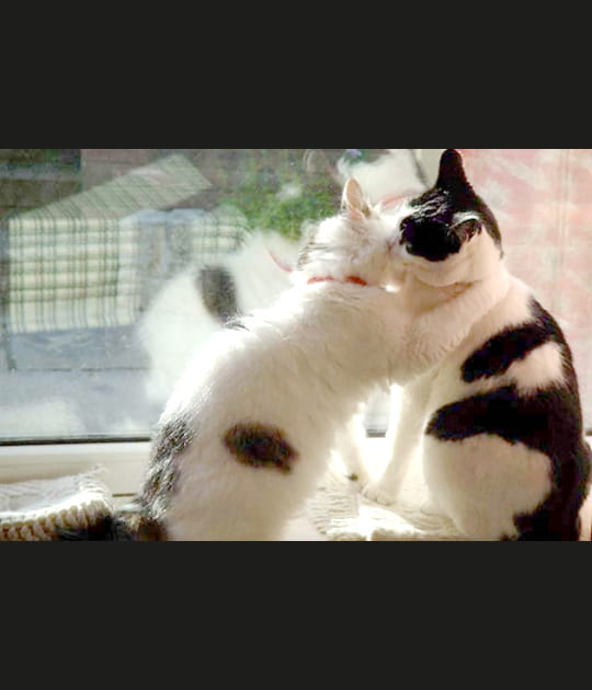 Le baiser