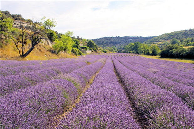 Champs de lavande