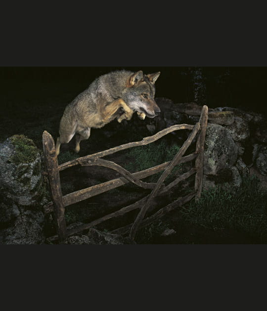 L'histoire du loup ib&eacute;rique