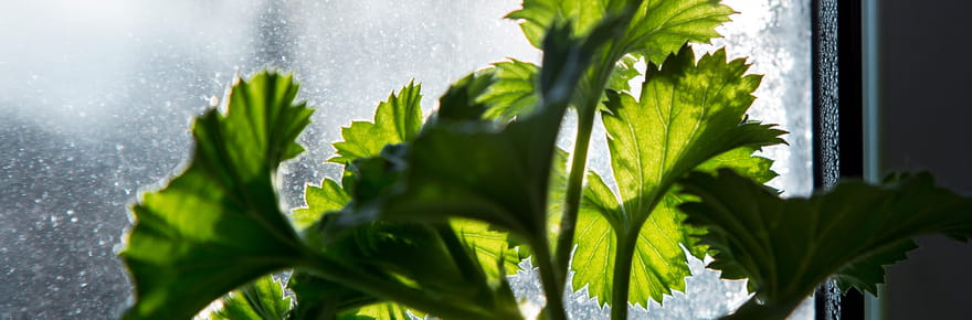 Voici comment faire hiverner votre g&eacute;ranium, il refleurira magnifiquement au printemps