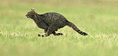 chat sauvage