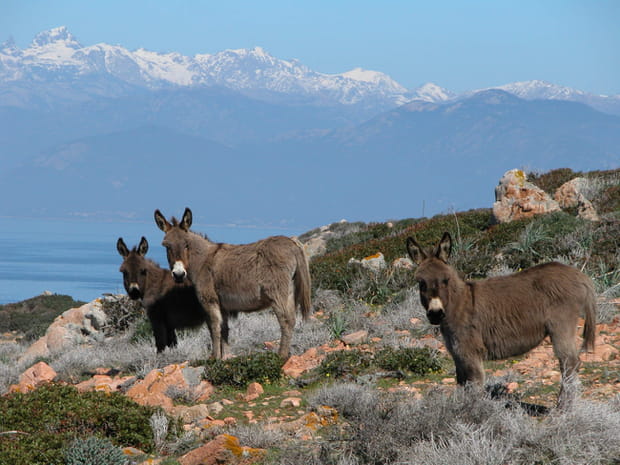 L’âne de Corse