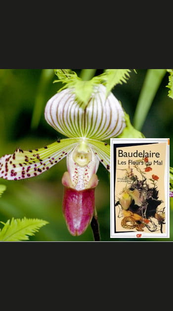 &quot;Les Fleurs du Mal&quot; de Baudelaire