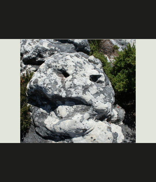 Dr&ocirc;le de rocher
