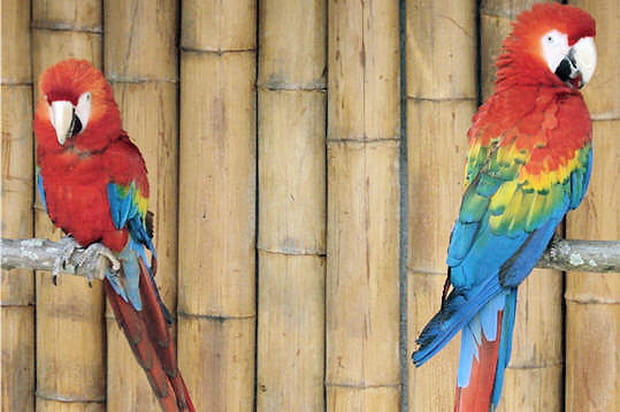 Les perroquets en scène