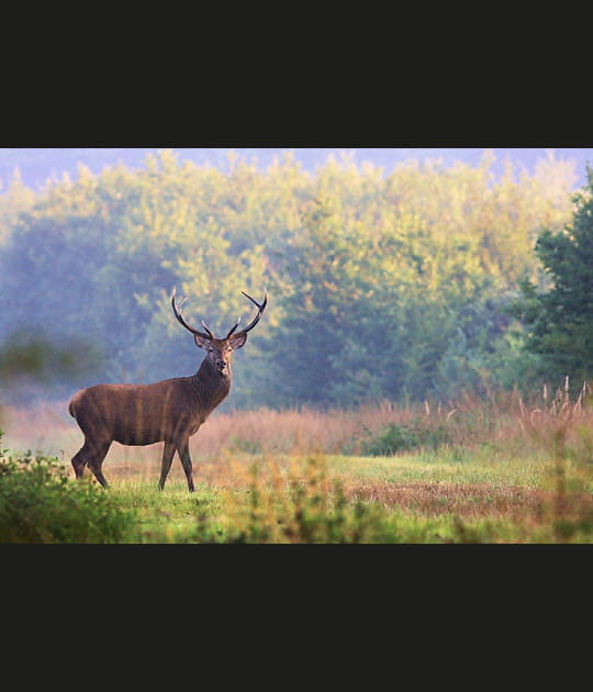 Cerf