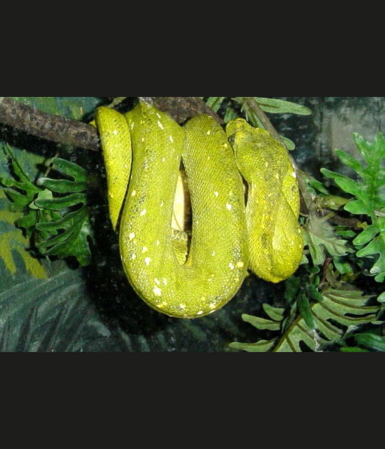 Le python vert