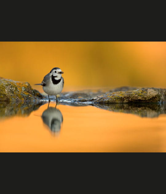 Un oiseau dans la lumi&egrave;re
