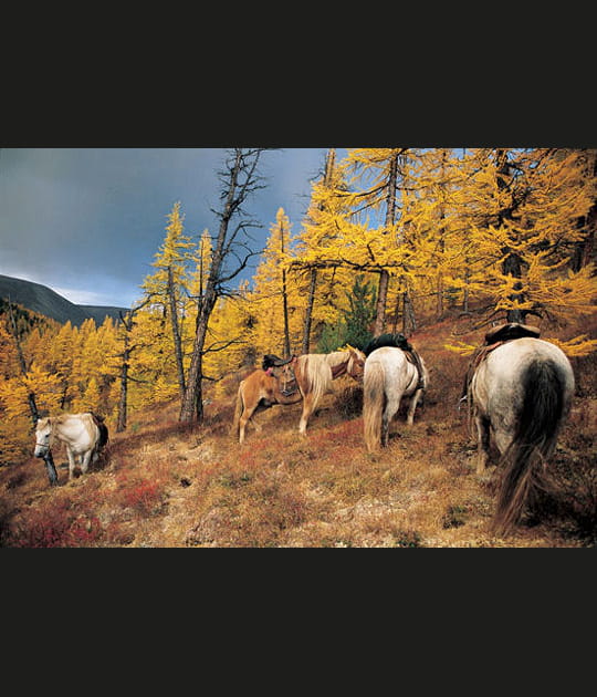 Chevaux dans la ta&iuml;ga