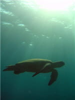 vos photos sous-marines 