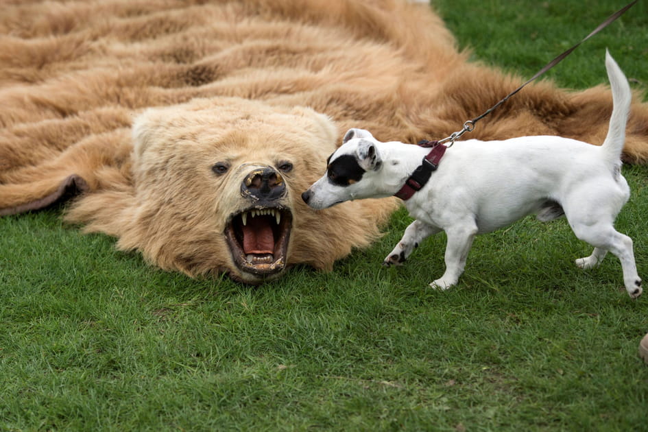 Curiosit&eacute; canine