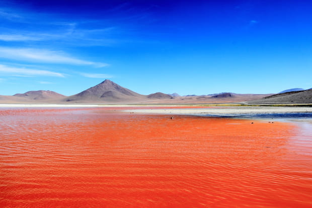 La laguna Colorada en Bolivie