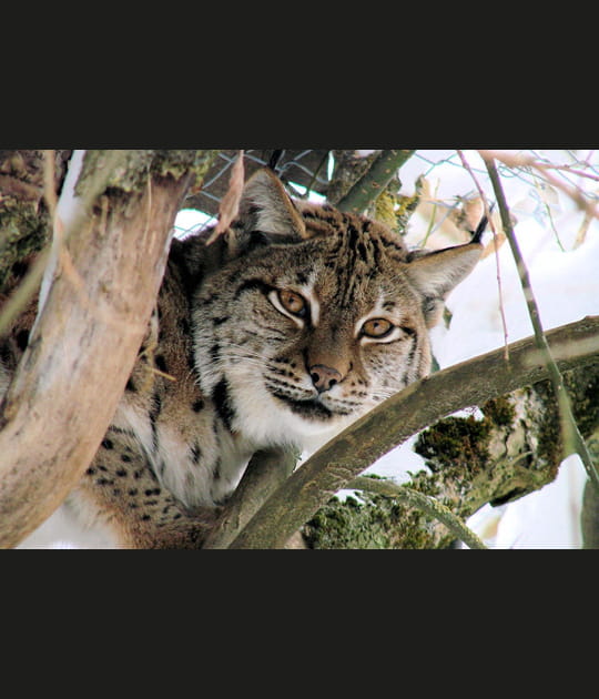 Lynx