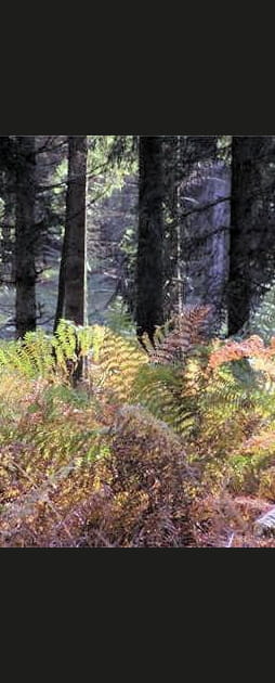 La for&ecirc;t des Andaines