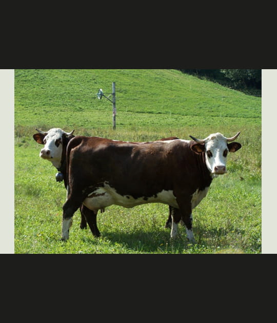 Vache &agrave; deux t&ecirc;tes