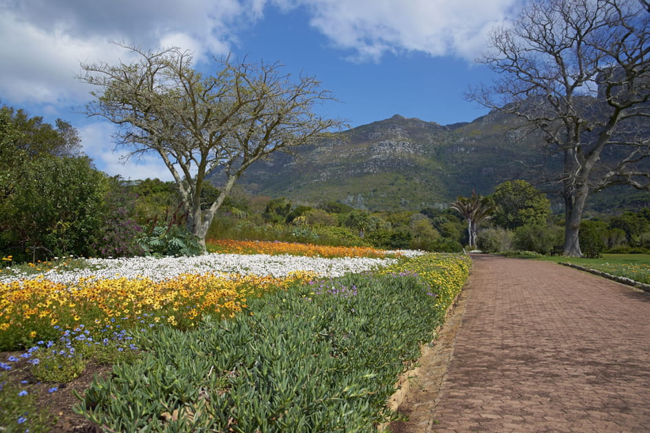 Jardin botanique de Kirstenbosch en Afrique