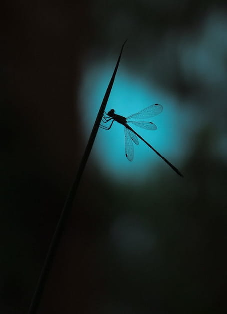 Libellule dans la p&eacute;nombre