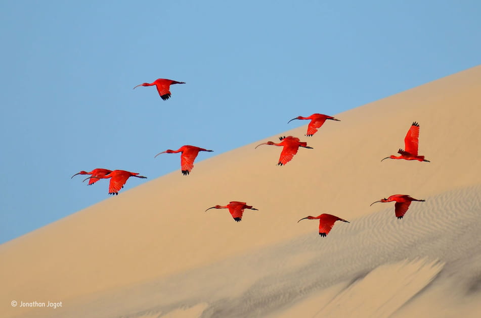 Envol des ibis rouges