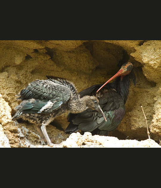 Une fourn&eacute;e d'ibis chauves