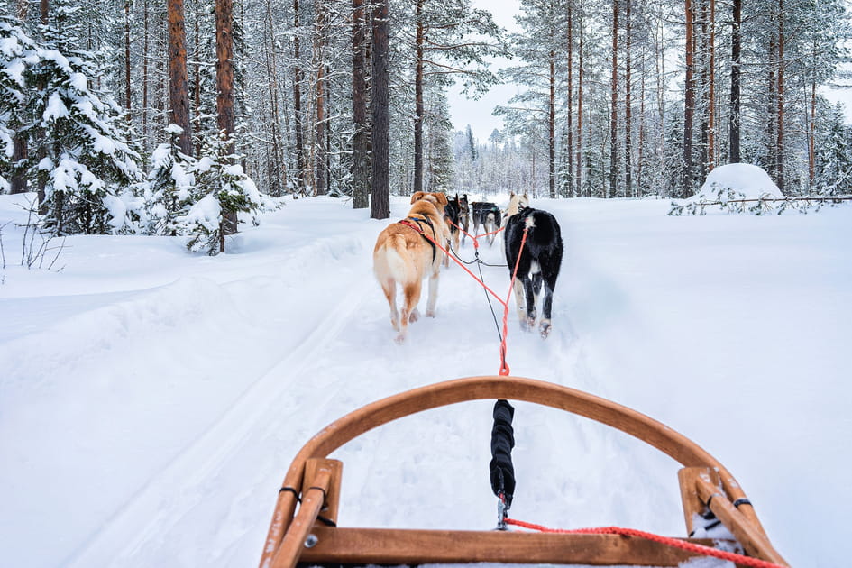 Des balades en chiens de traineau