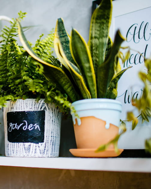Utiliser des soucoupes pour les plantes