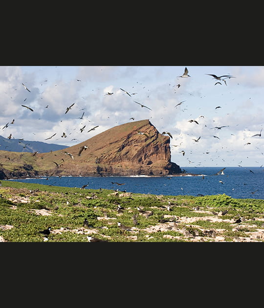 Le refuge des sternes