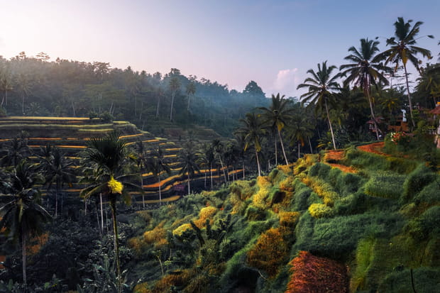 Les rizières d'Ubud