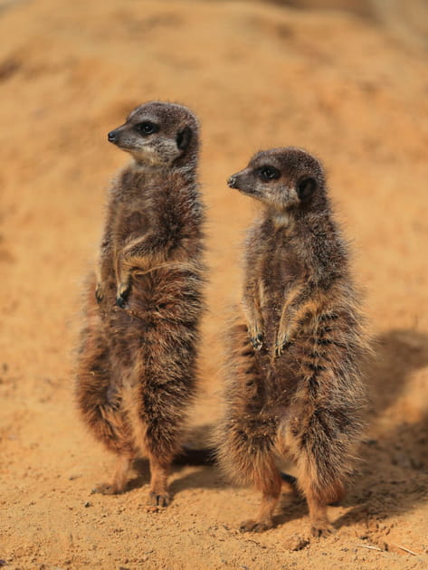 Curieux petits suricates du Kalahari