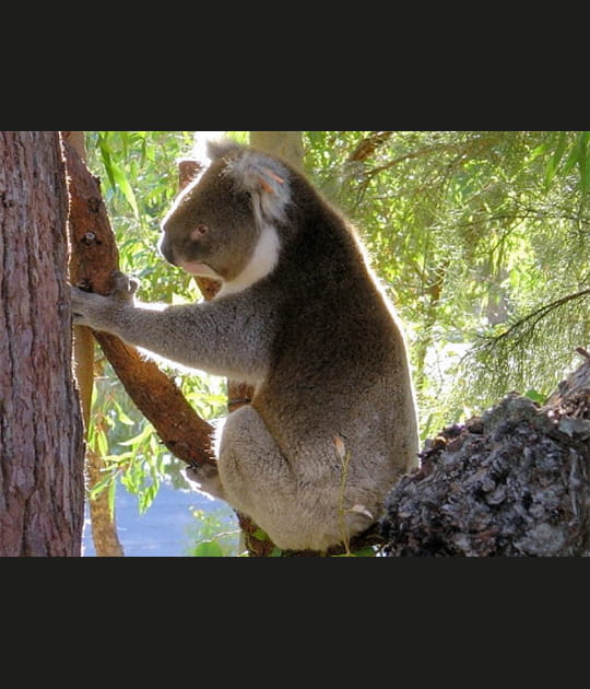 L'embl&egrave;me de tout un pays