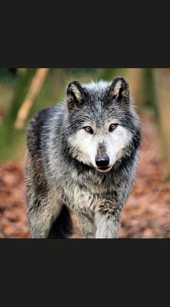 Quand on parle du loup...