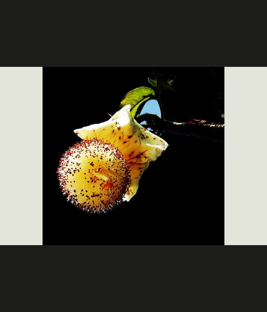 Fleur de baobab