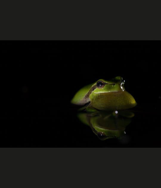 Le monde m&eacute;connu des amphibiens