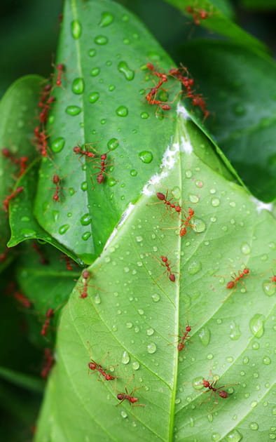 Lutter contre les fourmis